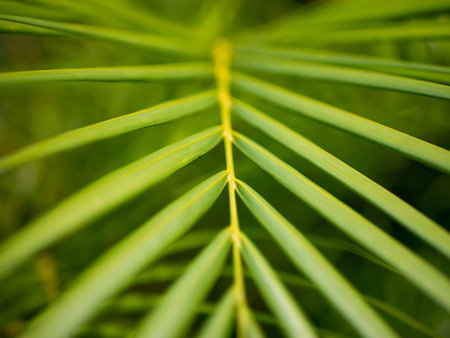 Close-up soft focused green-yellow palm leaves, natural background