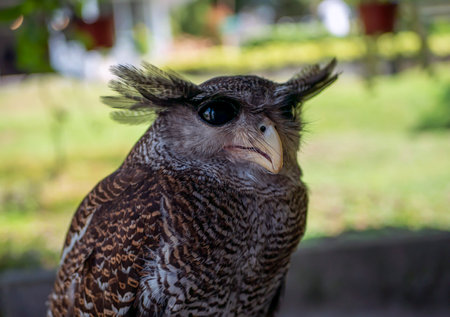 Close-up of an old owl bird (Ordo strigiformes), selected focusの写真素材