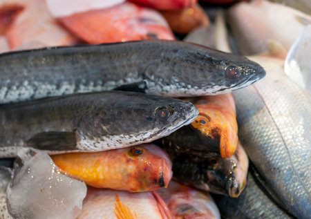 Snakehead fish (Channa striata) and red tilapia or mujair fish (Oreochromis niloticus) in the ice boxの写真素材