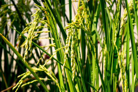 Close up of green paddy rice plant on rice fieldの写真素材