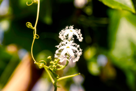 Pare Belut, Snake Gourd (Trichosanthes anguina) flower, selected focusの写真素材
