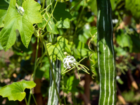 Pare Belut, Snake Gourd (Trichosanthes anguina) flower, selected focusの写真素材