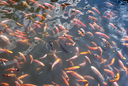 Colorful Nila, Nile Tilapia fish, Oreochromis niloticus, in the poolの写真素材