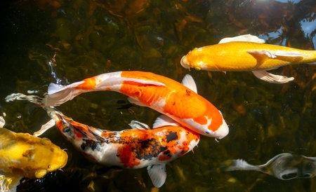 Koi fish, specifically nishikigoi (Cyprinus rubrofuscus), colorful decorative fish in an artificial...