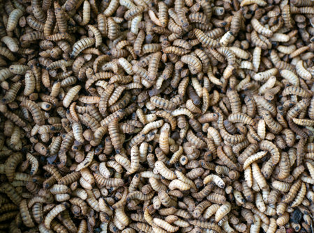 Close up of Black soldier fly (BSF) larvae or maggot, Hermetia Illucens  insect farms for fish and poultry feedの写真素材