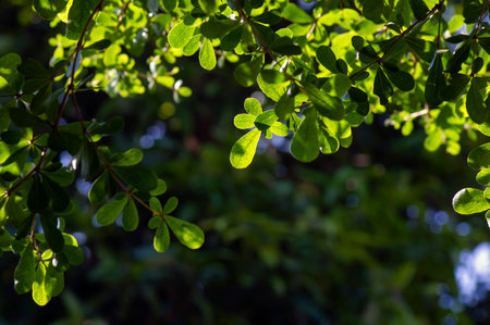Ketapang Kencana (Terminalia mantaly), Madagascar almond green leaves with bokeh background.の写真素材