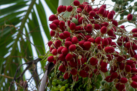 Red nut palm, Betel Nuts, Betel palm (Areca catechu) hanging on its treeの写真素材