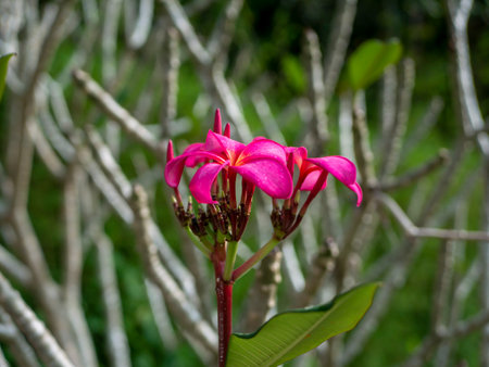 Purple Kamboja flower (Plumeria), a genus of flowering plants in the family Apocynaceae, also known as Lei flowers and Frangipani.の写真素材