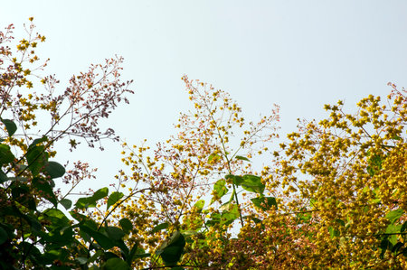 Tahongai, guest tree, Kleinhovia hospita, known as Katimaha, Timoho (Java, Indonesia) pink flowers...