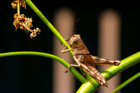 A brown grasshopper, Valanga nigricornis, on ambarella or june plum (Spondias dulcis) flowers.