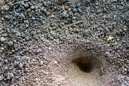 The vortex or a cone hole on the ground, the nest of Myrmeleon formicarius larvae, undur-undur, antlion animal.の写真素材