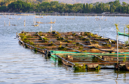 Many fish ponds in Rowo Jombor lake, Klaten, Indonesia.の写真素材