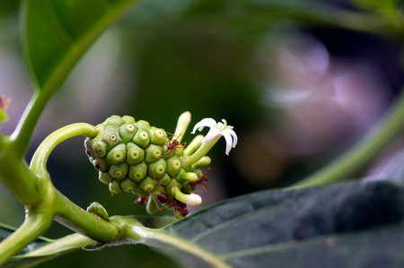 Mengkudu, young Noni fruit (Morinda citrifolia), also called a starvation fruit with red ants