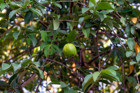 Jambu biji, fresh guava fruit (Psidium guajava) hanging on the tree, shallow focus.の写真素材