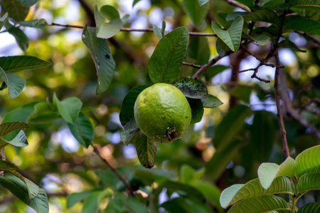 Jambu biji, fresh guava fruit (Psidium guajava) hanging on the tree, shallow focus.の写真素材
