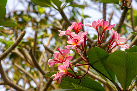 Pink Kamboja flower (Plumeria), a genus of flowering plants in the family Apocynaceae, also known as...