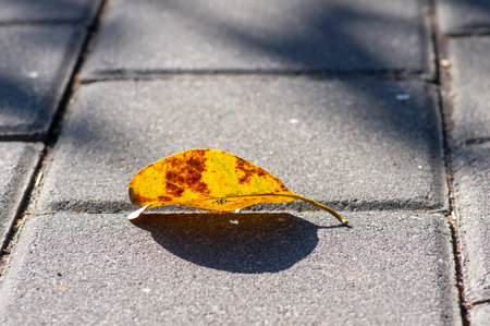 Dry leaves on the surface, shallow focus for natural computer background and wallpaper.の写真素材