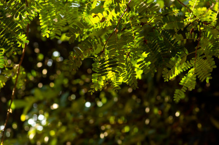 Defocused of the river tamarind (Leucaena leucocephala) green leaves with bokeh background.の写真素材