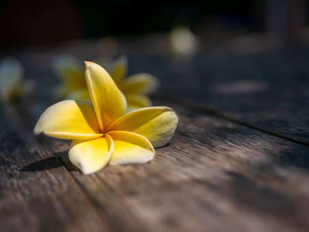 Kamboja flower (Plumeria), a genus of flowering plants in the family Apocynaceae, also known as Lei flowers and Frangipani, in shallow focus on a wooden tableの写真素材