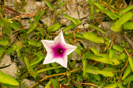 Bunga Kangkung, Water spinach, Ipomoea purple aquatica flower.の写真素材