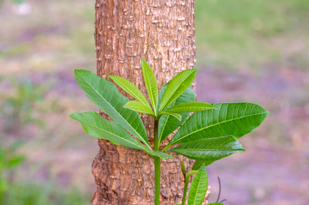 Young Pulai, Alstonia scholaris leaves, commonly called blackboard tree. Natural background.の写真素材