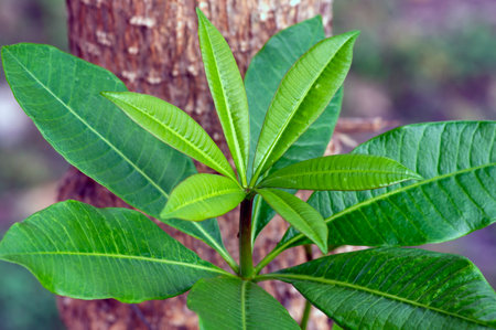 Young Pulai, Alstonia scholaris leaves, commonly called blackboard tree. Natural background.の写真素材