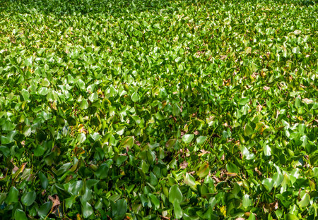 A bed of Eceng gondok, Water hyacinth green leaves, Eichhornia crassipes, Pontederia crassipes. Natural background.の写真素材