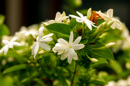 White crepe Jasmine flowers (Tabernaemontana divaricata), shallow focus.の写真素材