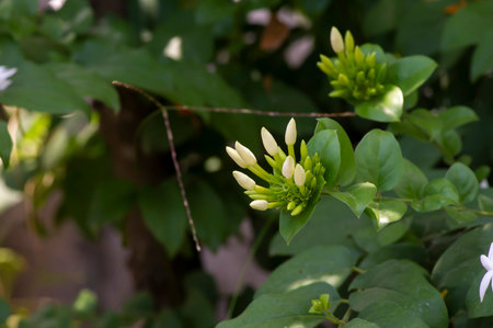 White crepe Jasmine flower buds (Tabernaemontana divaricata), shallow focus.の写真素材