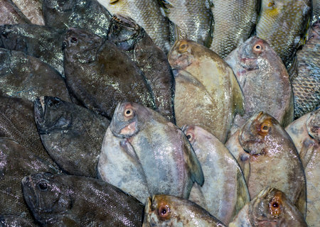 The black pomfret fish (Parastromateus niger) on ice in the supermarket in Yogyakarta, Indonesia.