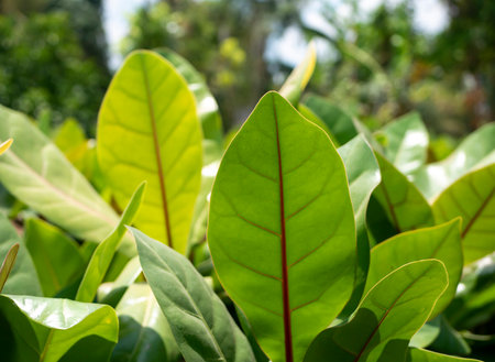 Ketapang Laut, beach almond tree, Terminalia catappa green leaves.の写真素材
