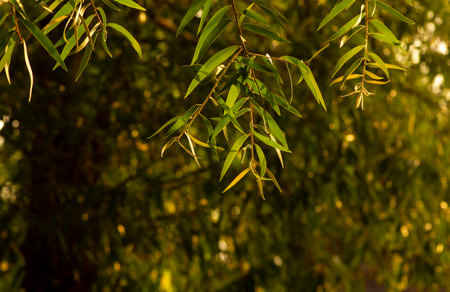Green leves of  Cajuput leaves (Melaleuca cajuputi), in shallow focus. Natural background.の写真素材