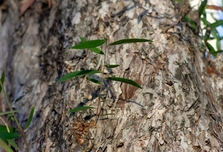Green leves of  Cajuput leaves (Melaleuca cajuputi), in shallow focus. Natural background.の写真素材