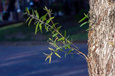 Green leves of  Cajuput leaves (Melaleuca cajuputi), in shallow focus. Natural background.の写真素材