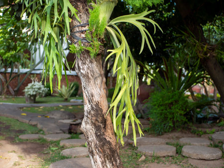 Tanduk Rusa, deer antler ferns, Platycerium coronarium or Staghorn Fern in the garden.の写真素材