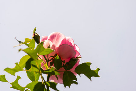 Pink rose buds (Rosa rubiginosa) with blur background, on shallow focus.の写真素材
