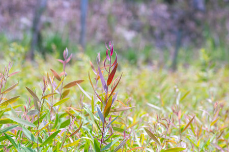 Cajuput (Melaleuca cajuputi) seedlings in the nursery, selected focus, in Yogyakarta, Indonesia.