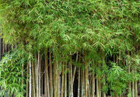 Bamboo plants (Bambusa vulgaris) with green leaves for natural wallpaper.の写真素材