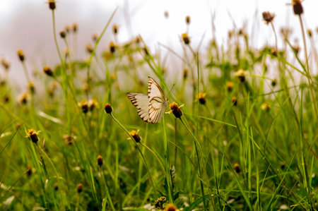 A butterfly on Mexican daisy (Tridax procumbens L.), tiny yellow flowers in the meadow, selected focus.の写真素材