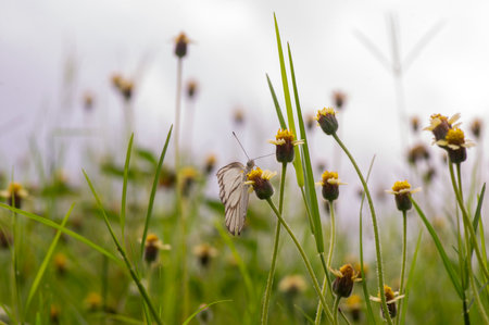 A butterfly on Mexican daisy (Tridax procumbens L.), tiny yellow flowers in the meadow, selected focus.の写真素材