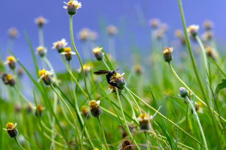 A honey bee on Mexican daisy (Tridax procumbens L.), tiny yellow flowers in the meadow, selected focus.の写真素材