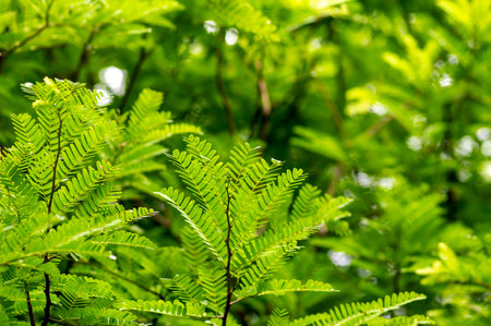 Tamarind (Tamarindus indica) green leaves, selected focus.の写真素材