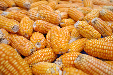 Yelow dried corns, harvesting from the field in Kulon Progo, Yogyakarta, Indonesia.の写真素材