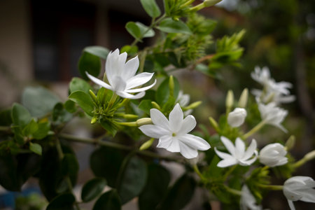 White crepe Jasmine flowers (Tabernaemontana divaricata), shallow focus.の写真素材