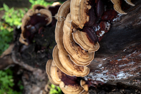 Trametes versicolor mushrooms on a dead tree. Natural background.