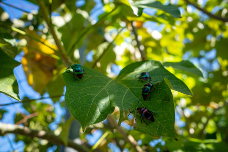 Colorful ladybugs (Tectocoris diophthalmus) on Barbadose nut (Jatropha curcas) leaves.の写真素材