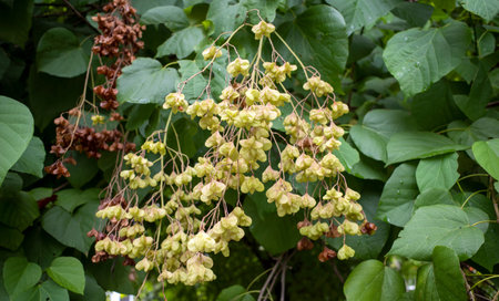 Tahongai, guest tree (Kleinhovia hospita), known as Timoho (Java, Indonesia)  leaves and seeds.