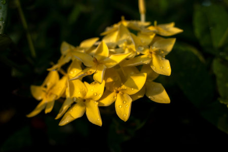 Yellow Soka Flower, Ixora coccinea, Jungle geranium, a species in the family Rubiaceae. Shallow...