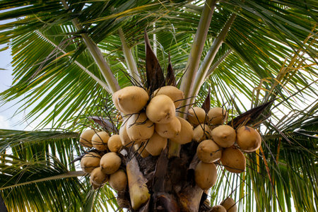 Fresh yellow coconuts hanging on its palm tree.の写真素材