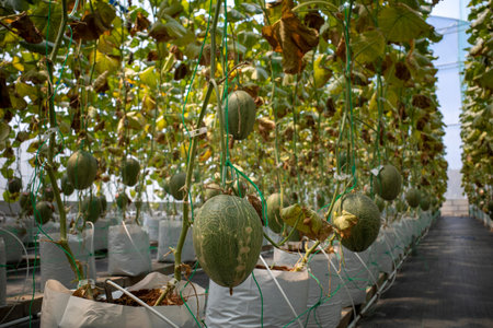 Organic Melon or cantaloupe fruits (Cucumis melo L) in the greenhouse ready to be harvested.